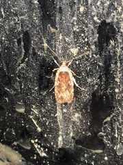 Agonopterix