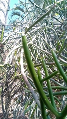 Euphorbia
