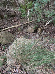 Rytidosperma longifolium