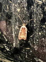 Agonopterix