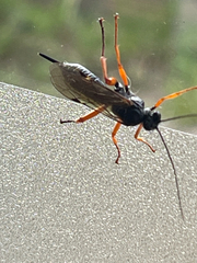 Pimpla