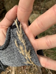 Rytidosperma longifolium