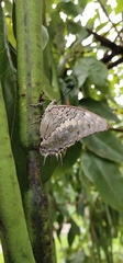 Charaxes solon