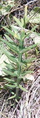 Cirsium decussatum