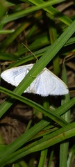 Idaea tacturata