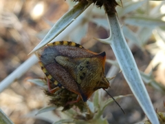 Carpocoris mediterraneus atlanticus