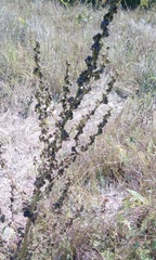 Verbascum