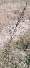 Verbascum