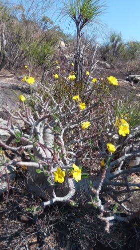 Pachypodium cactipes image