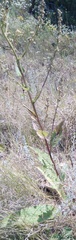 Verbascum