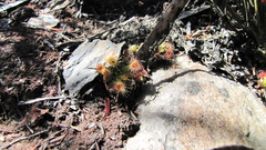 Drosera pulchella