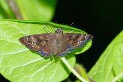 Erynnis horatius
