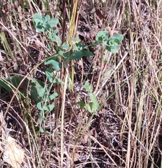 Hypericum perforatum