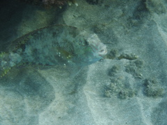 Calotomus viridescens