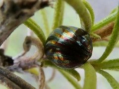 Chrysolina americana
