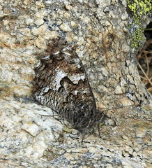 Hipparchia aristaeus