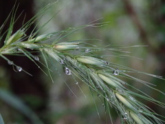 Elymus riparius