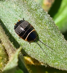Ellipsidion australe