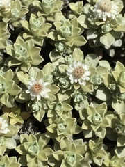 Ewartia nubigena