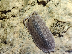 Porcellio