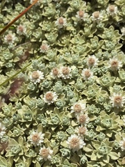 Ewartia nubigena