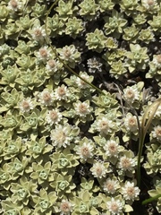 Ewartia nubigena