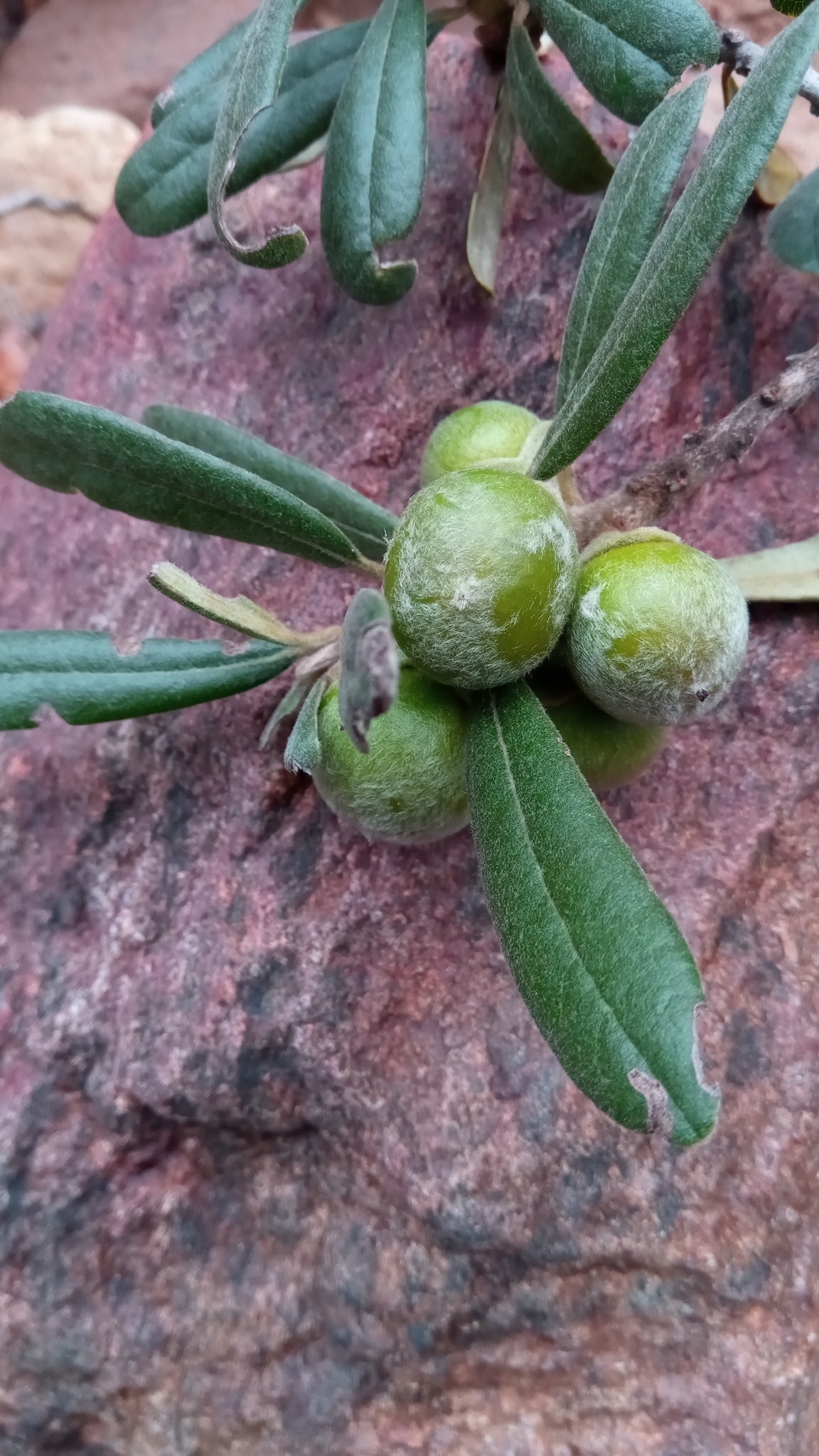Diospyros erythrosperma