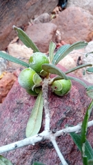 Diospyros erythrosperma