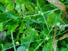 Androsace filiformis