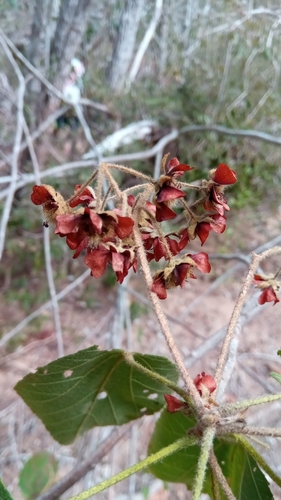 Dombeya acutangula image