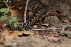 Vipera ammodytes