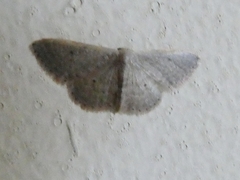 Idaea distinctaria