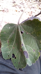 Hibiscus