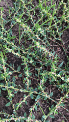 Polygonum aviculare