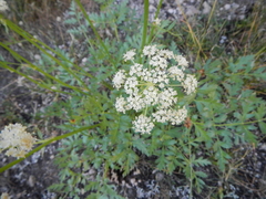 Ligusticum grayi
