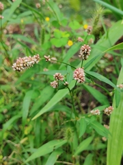 Persicaria maculosa