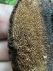 Gloeophyllum protractum