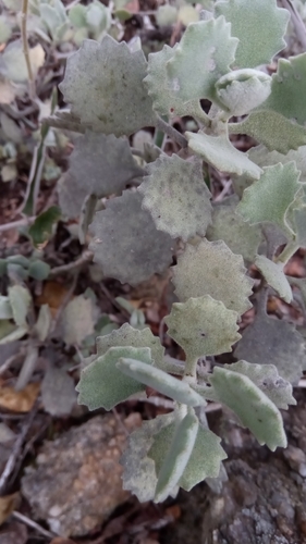 Foto de Kalanchoe millotii