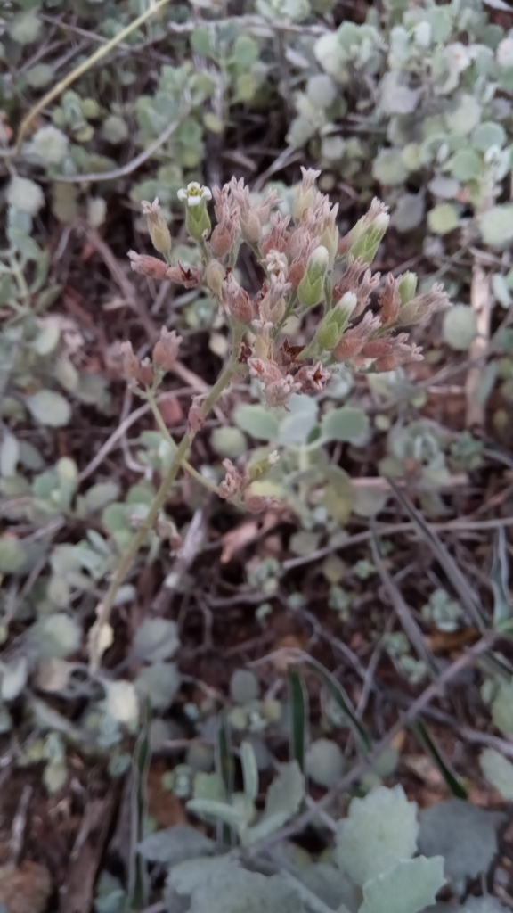 Foto de Kalanchoe millotii