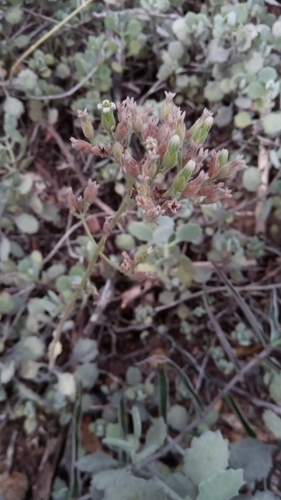 Kalanchoe millotii image