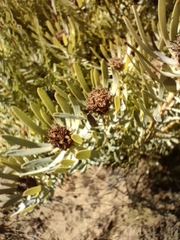 Leucadendron salignum