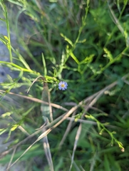 Symphyotrichum subulatum