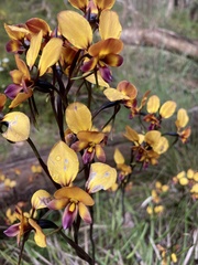 Diuris magnifica