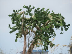 Opuntia cochenillifera