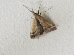 Synaphe punctalis
