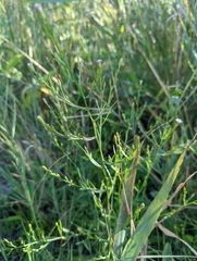 Symphyotrichum subulatum