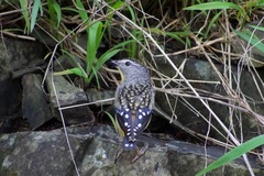 Pardalotus punctatus