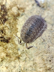 Porcellio
