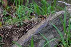 Pardalotus punctatus