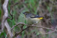 Pardalotus punctatus